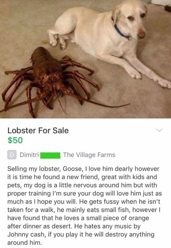 pet lobster for sale - Lobster For Sale $50 Dimitri The Village Farms Selling my lobster, Goose, I love him dearly however it is time he found a new friend, great with kids and pets, my dog is a little nervous around him but with proper training I'm sure