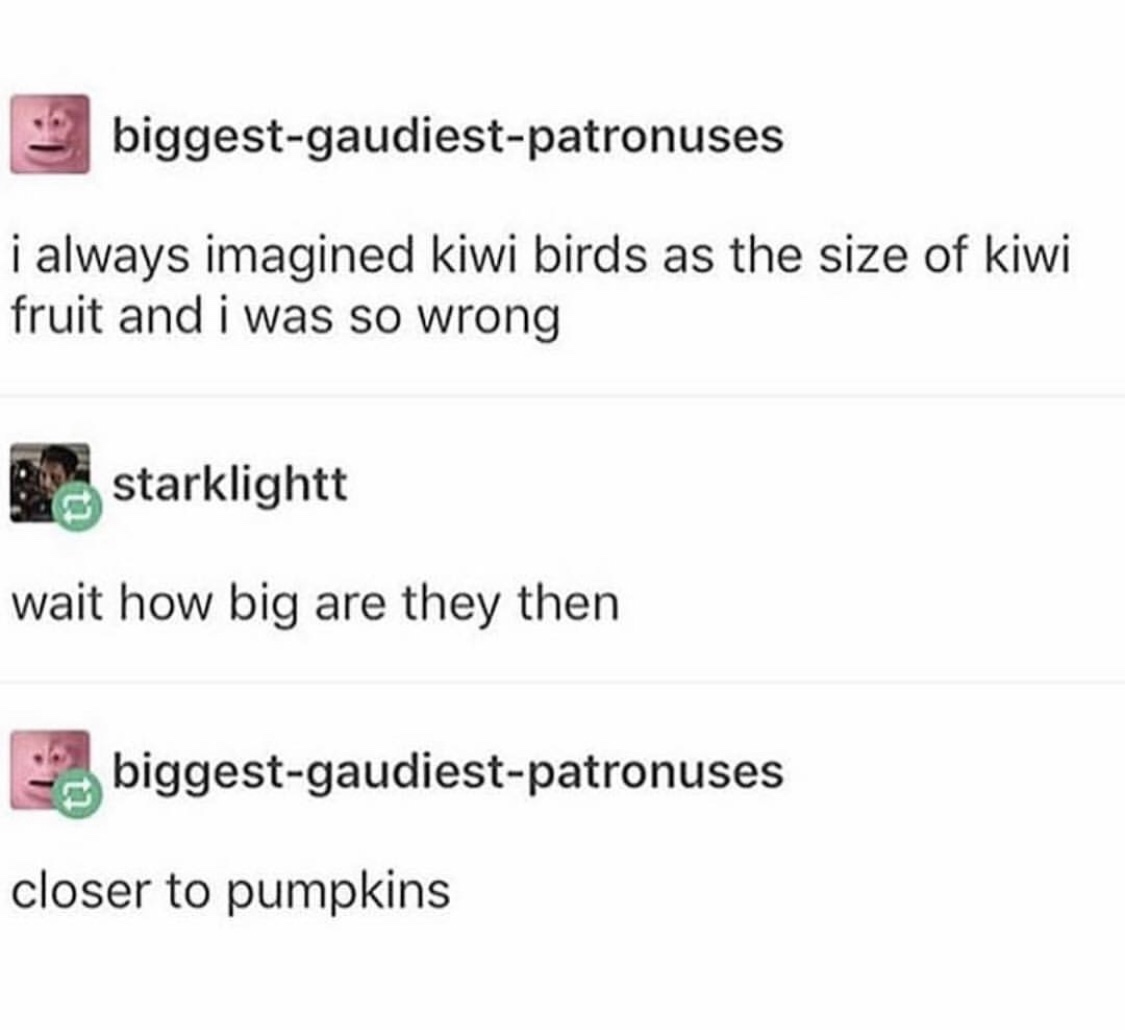 document - biggestgaudiestpatronuses i always imagined kiwi birds as the size of kiwi fruit and i was so wrong starklight wait how big are they then biggestgaudiestpatronuses closer to pumpkins