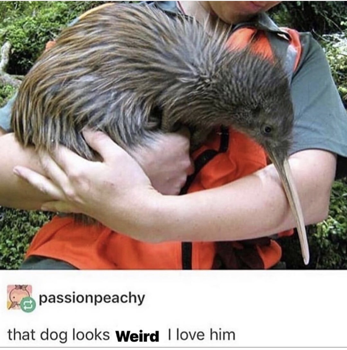kiwi bird size - o passionpeachy that dog looks Weird I love him