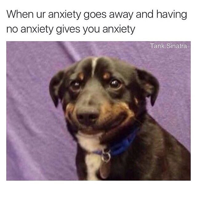 dog memes bad day - When ur anxiety goes away and having no anxiety gives you anxiety Tank Sinatra