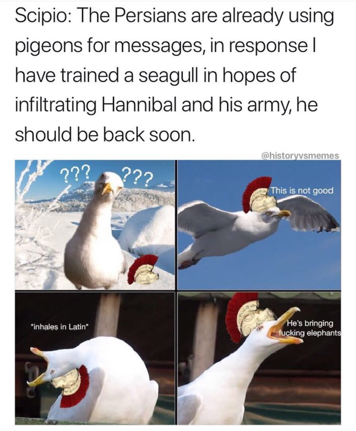 seagull flying - Scipio The Persians are already using pigeons for messages, in responsel have trained a seagull in hopes of infiltrating Hannibal and his army, he should be back soon. 2?? ?22 This is not good "inhales in Latin He's bringing fucking eleph