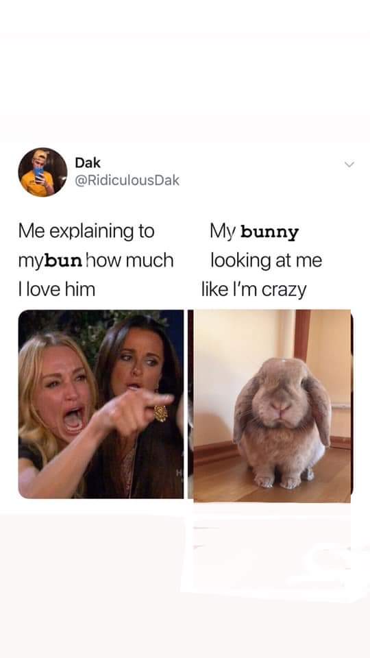 you ate my salmon you little shit - Dak Me explaining to mybun how much I love him My bunny looking at me I'm crazy