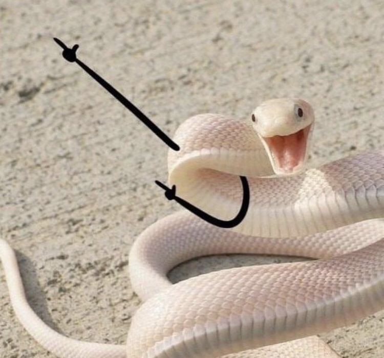 funny snake