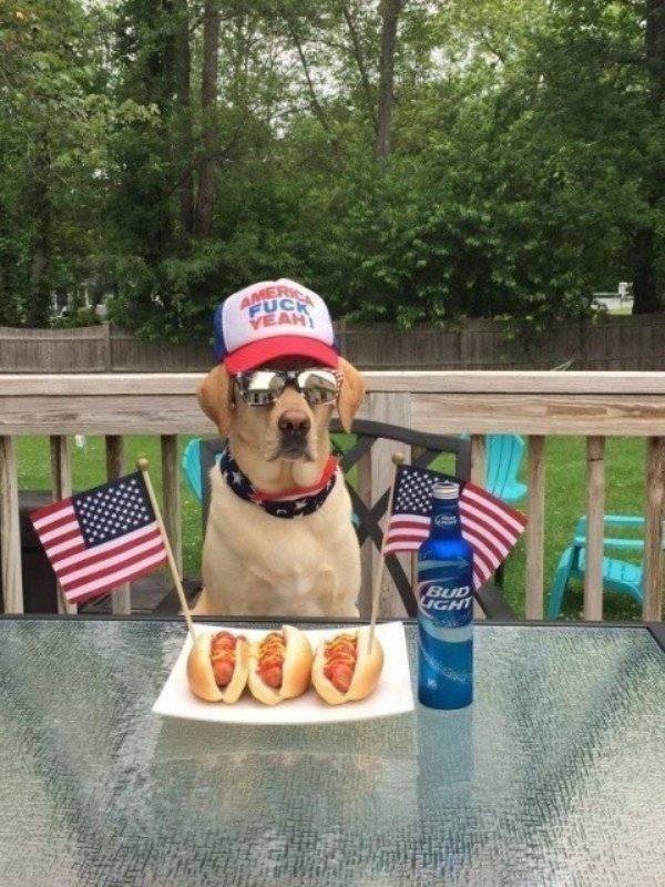 4th of july dog gif