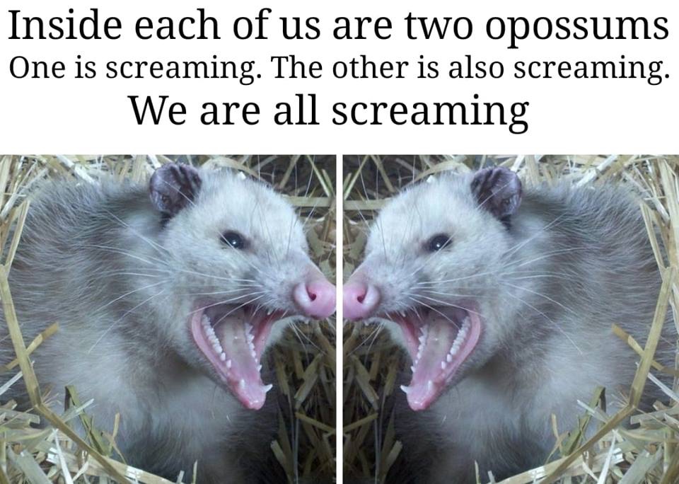 screaming possum meme - Inside each of us are two opossums One is screaming. 