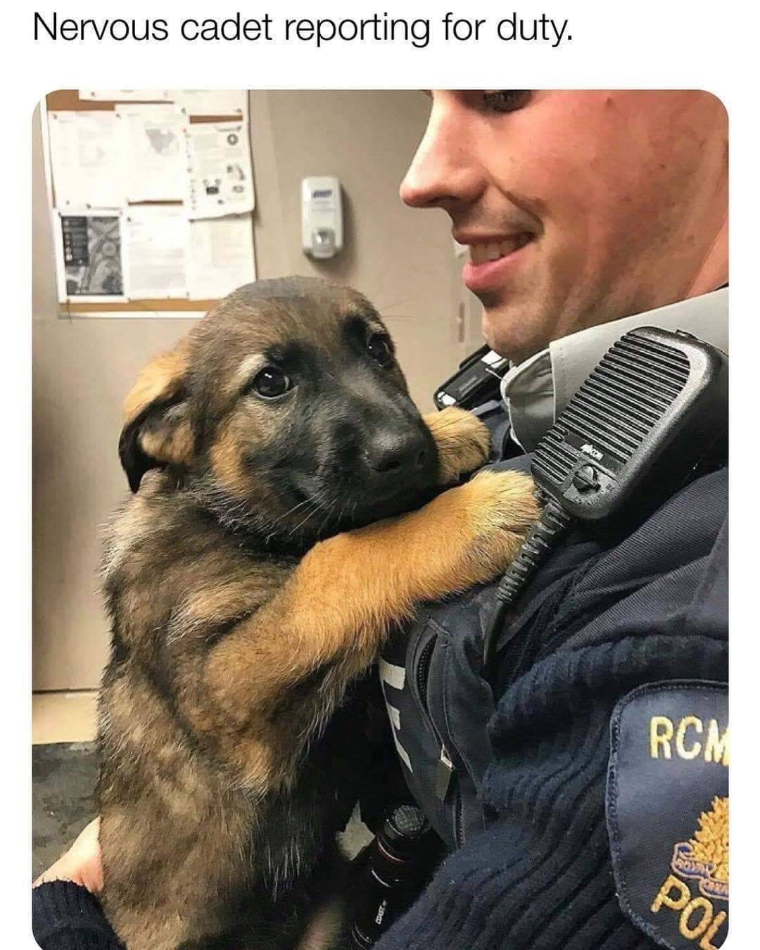 cutest puppies - Nervous cadet reporting for duty. Rcm Po