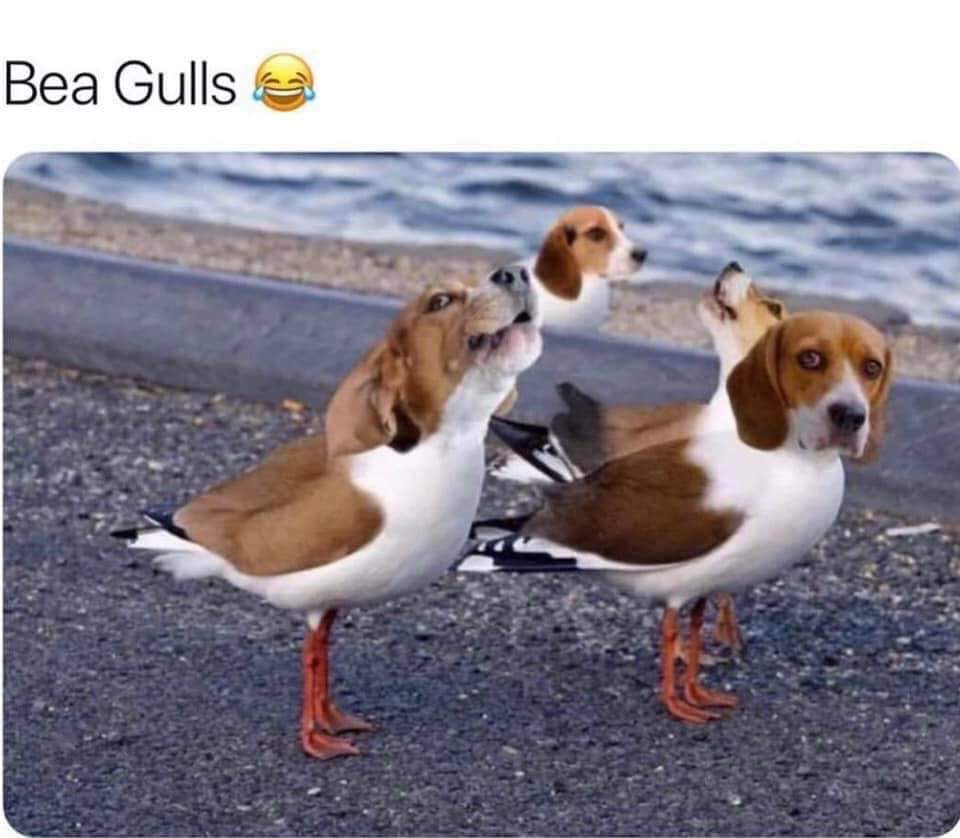 meme - bea gulls - Bea Gulls