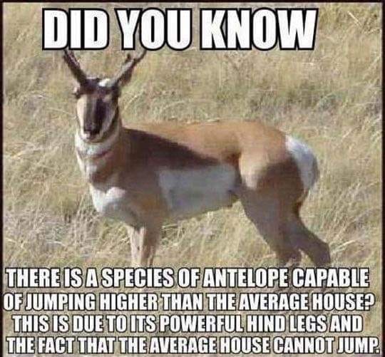 meme - funny sayings - Did You Know There Is A Species Of Antelope Capable Of Jumping Higher Than The Average House This Is Due To Its Powerful Hind Legs And The Fact That The Average House Cannot Jump.