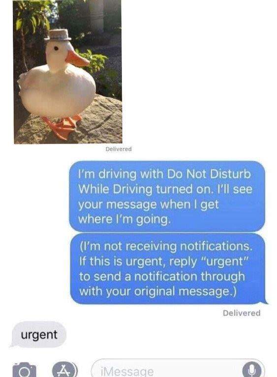 urgent duck meme - Delivered I'm driving with Do Not Disturb While Driving turned on. I'll see your message when I get where I'm going. I'm not receiving notifications. If this is urgent, "urgent" to send a notification through with your original message.