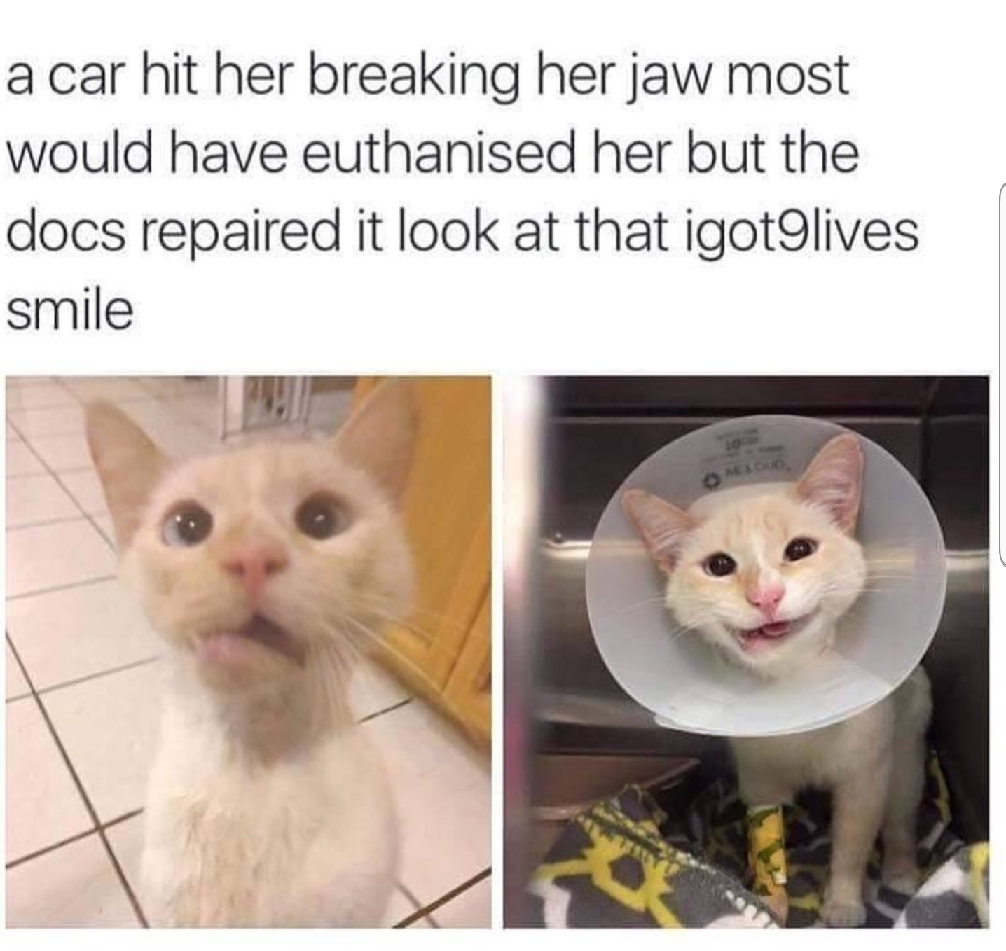 cat with a broken jaw - a car hit her breaking her jaw most would have euthanised her but the docs repaired it look at that igot9lives smile