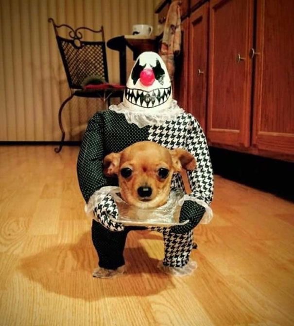 halloween costumes for dogs