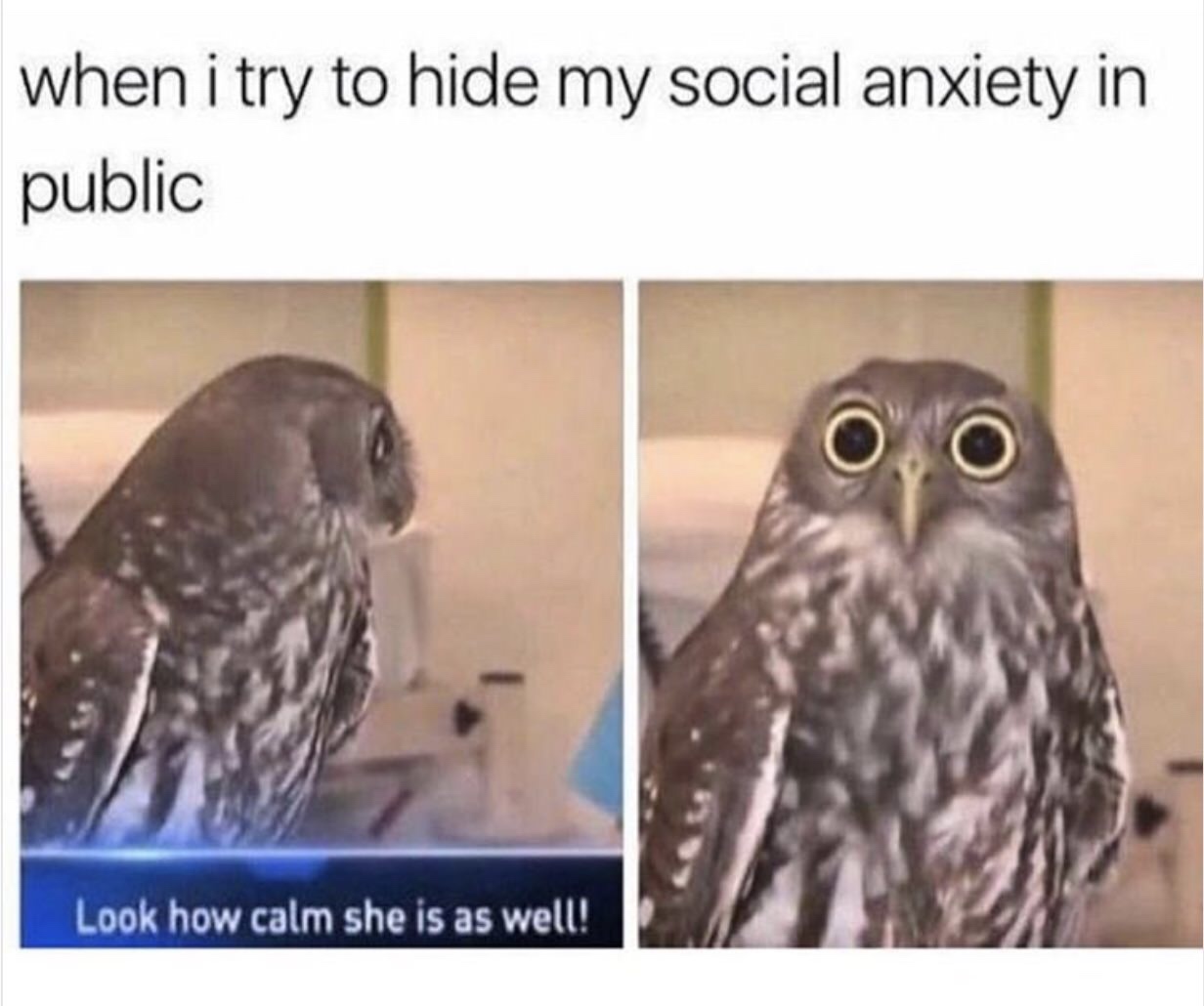 anxiety memes funny - when i try to hide my social anxiety in public Look how calm she is as well!