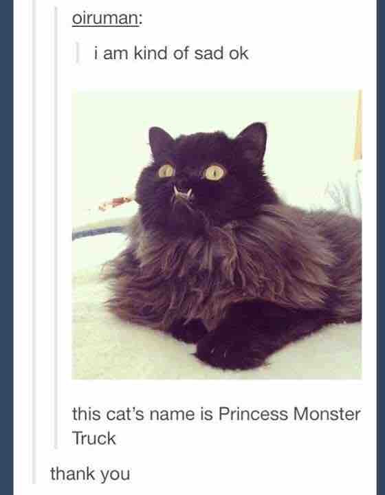 princess monster truck imgur - oiruman i am kind of sad ok this cat's name is Princess Monster Truck thank you