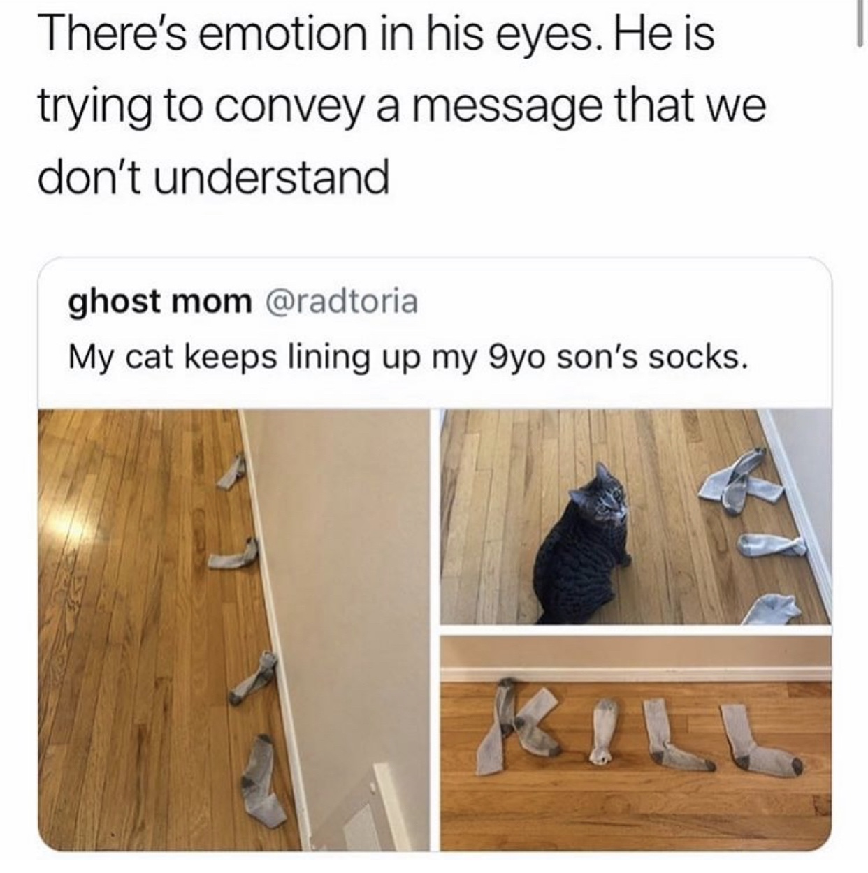 floor - There's emotion in his eyes. He is trying to convey a message that we don't understand ghost mom My cat keeps lining up my gyo son's socks.