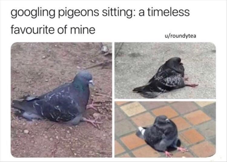 meme pigeons sitting - googling pigeons sitting a timeless favourite of mine uroundytea
