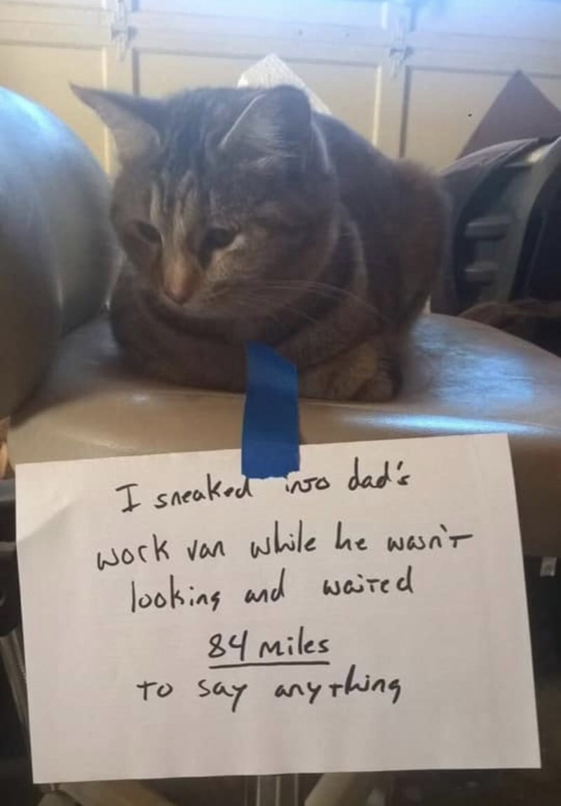 meme love wholesome cat memes - I sneaked wo dad's work van while he wasn't looking and waited 84 miles to say anything