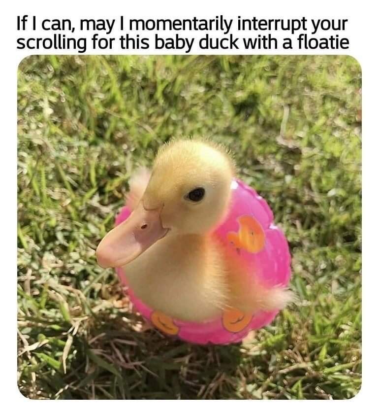 meme baby duck with floatie - If I can, may I momentarily interrupt your scrolling for this baby duck with a floatie