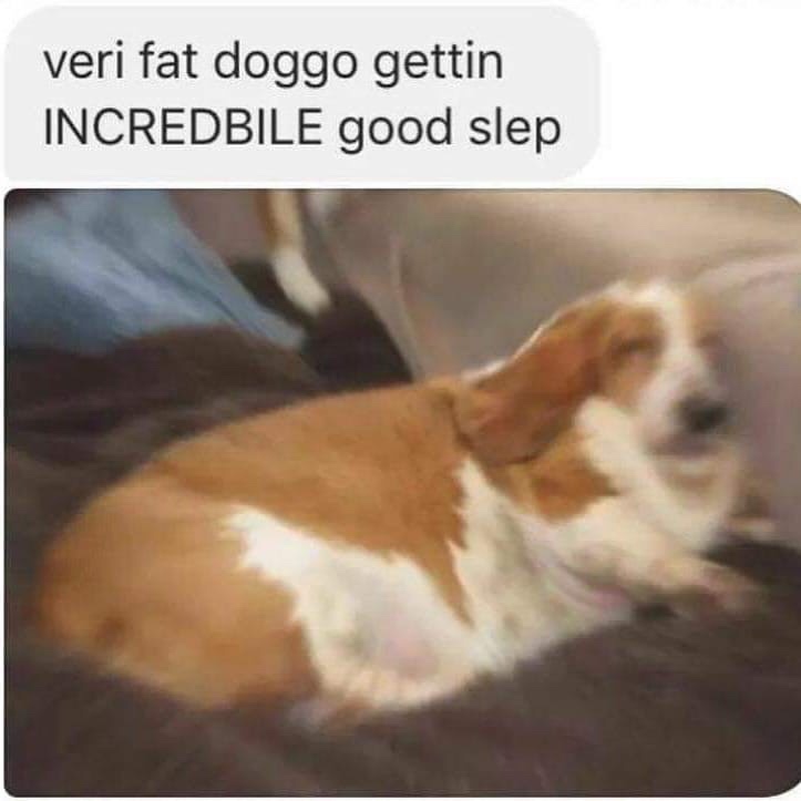 meme fat doggos - veri fat doggo gettin Incredbile good slep