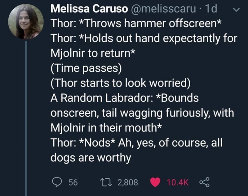 meme all dogs are worthy thor meme - Melissa Caruso 10 v Thor Throws hammer offscreen Thor Holds out hand expectantly for Mjolnir to return Time passes Thor starts to look worried A Random Labrador Bounds onscreen, tail wagging furiously, with Miolnir in 