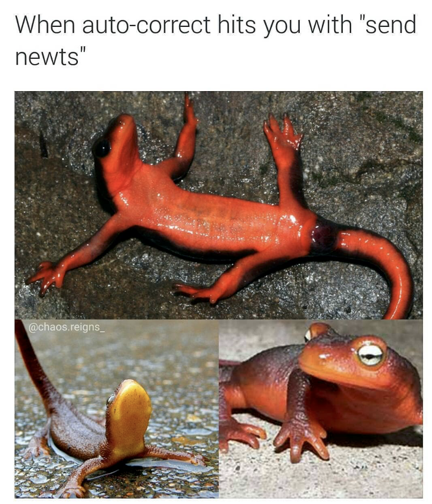 send me newts - When autocorrect hits you with "send newts" chaos reigns