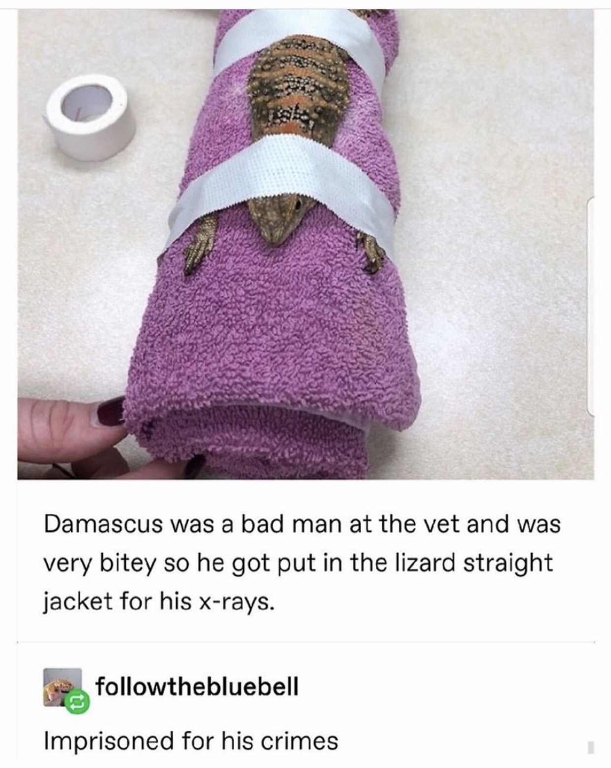 lilac - Damascus was a bad man at the vet and was very bitey so he got put in the lizard straight jacket for his xrays. thebluebell Imprisoned for his crimes