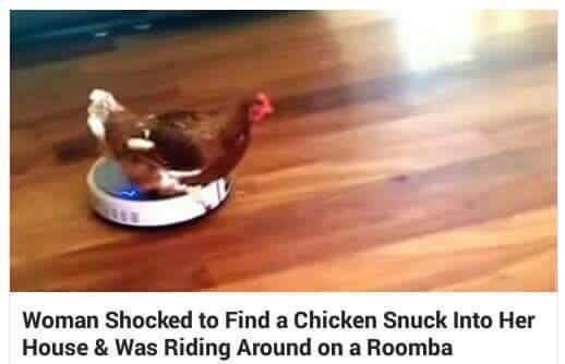 chicken on a roomba - Woman Shocked to Find a Chicken Snuck Into Her House & Was Riding Around on a Roomba