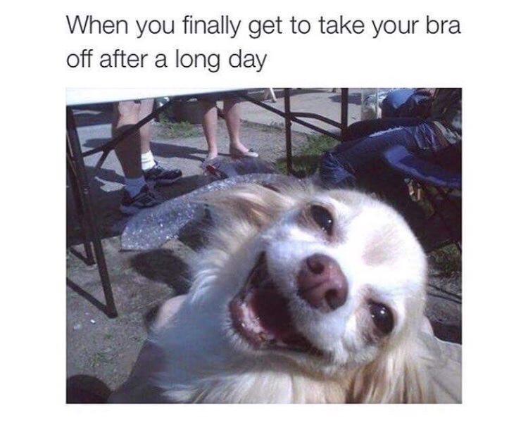 doggo memes - When you finally get to take your bra off after a long day