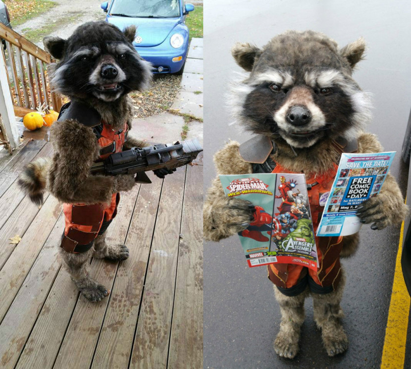 halloween meme - rocket raccoon halloween costume - Save The Date! Spider Caree Cavengers Ssemrin
