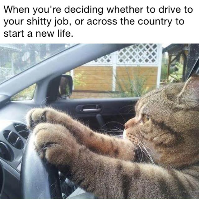 work meme - cat meme start a new life - When you're deciding whether to drive to your shitty job, or across the country to start a new life.