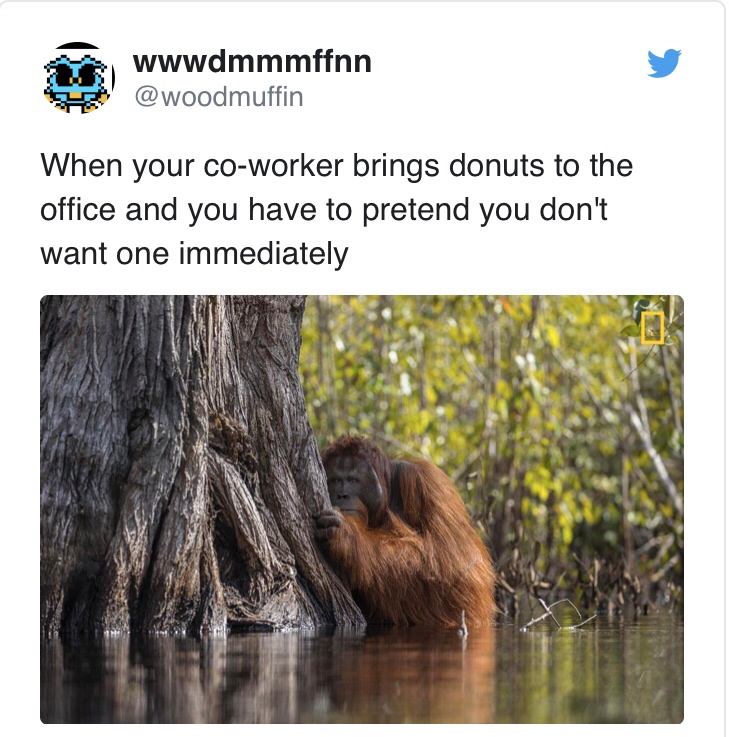 work meme - national geographic best photos 2018 - wwwdmmmffnn When your coworker brings donuts to the office and you have to pretend you don't want one immediately