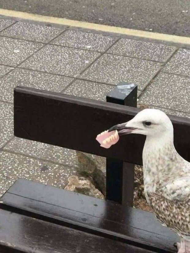 seagull with false teeth in its mouth