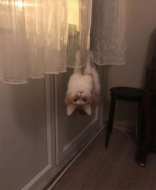 cat looks like spider