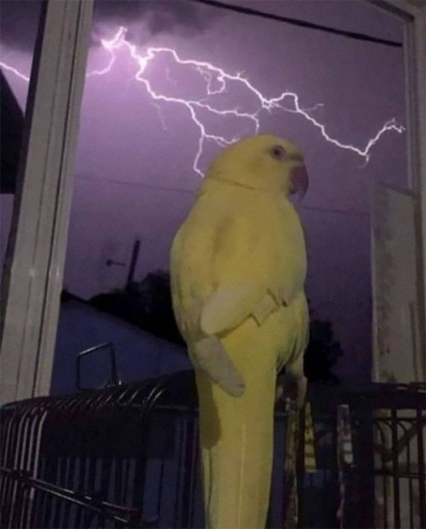 thunder birb