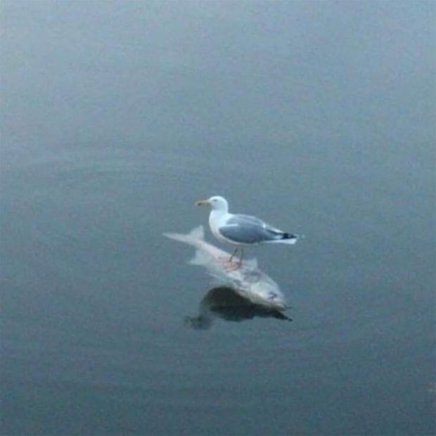 seagull standing on seagull