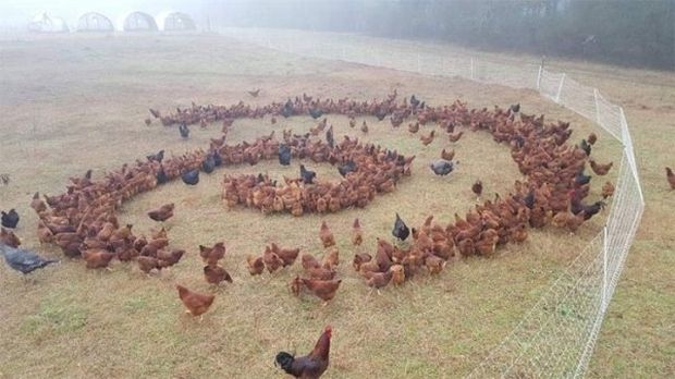 chicken spiral