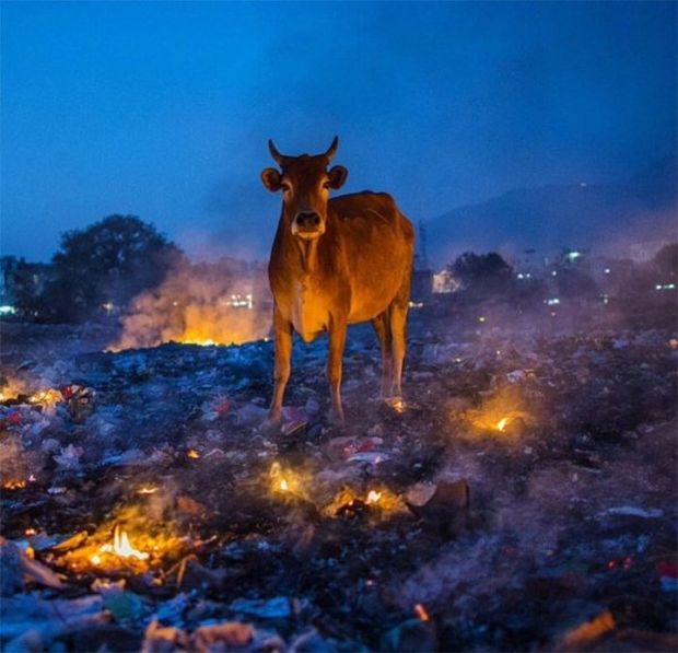 cow burning