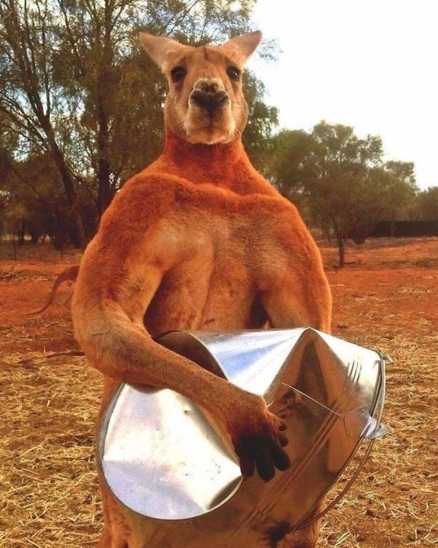 roger the kangaroo death