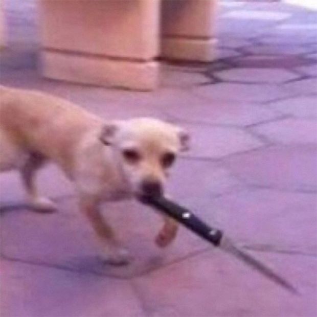 dog with knife in mouth