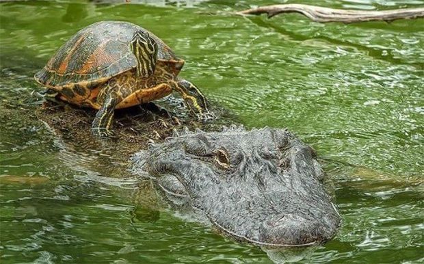 turtle riding alligator