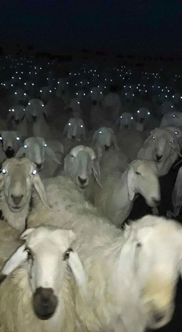 cursed images sheep