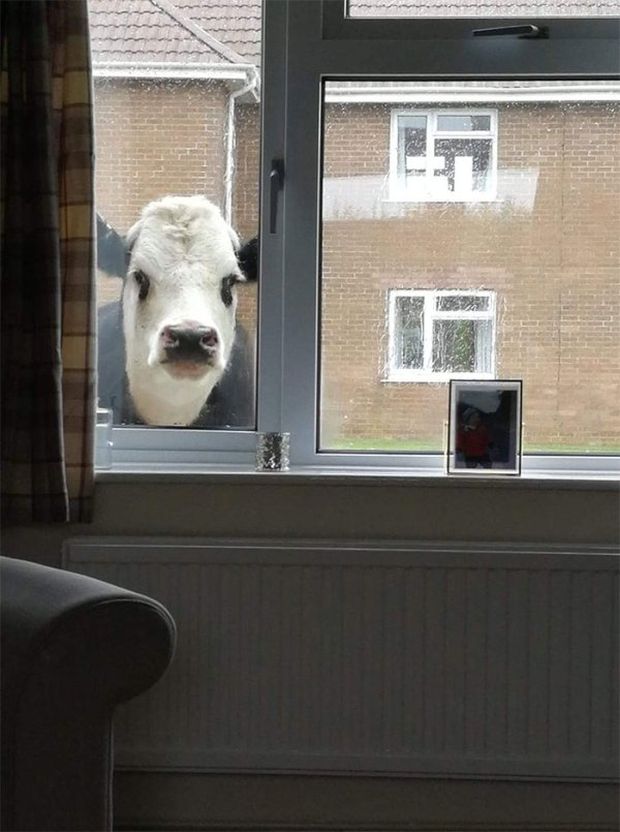 cow at window -