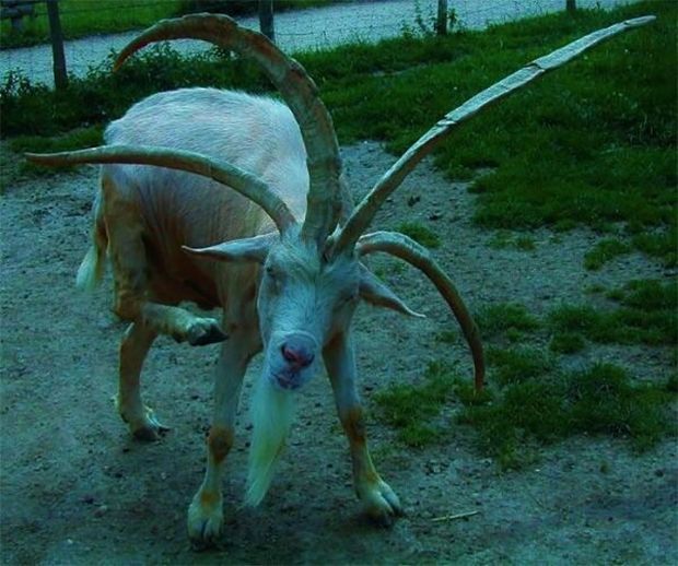 goats with four horns