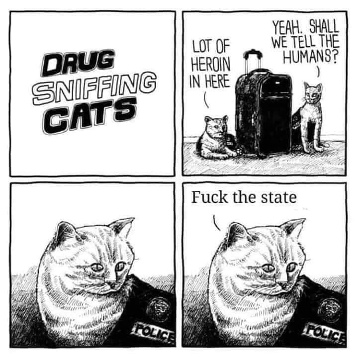 drug sniffing cats - Lot Of Heroin In Here Yeah. Shall We Tell The Humans? Drug Sniffing Cats Fuck the state Tolic Por