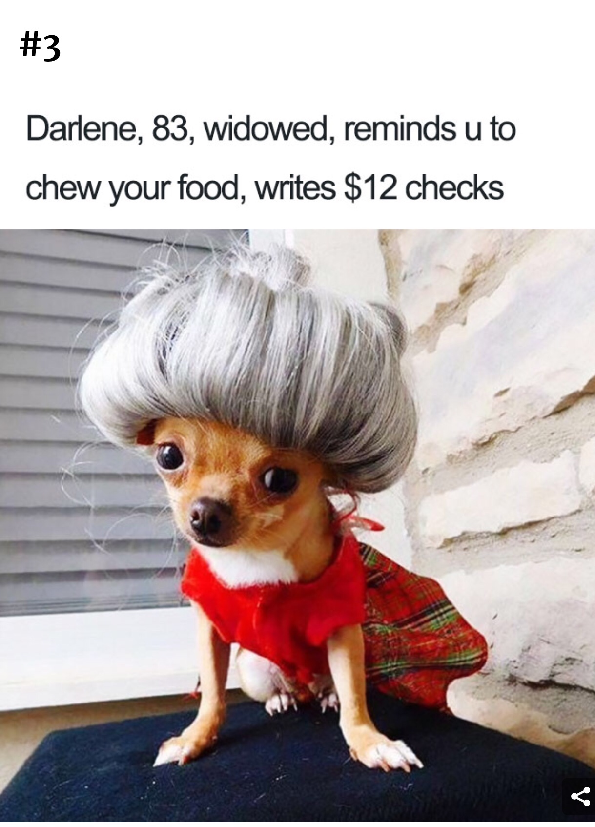 funny dog bios - Darlene, 83, widowed, reminds u to chew your food, writes $12 checks