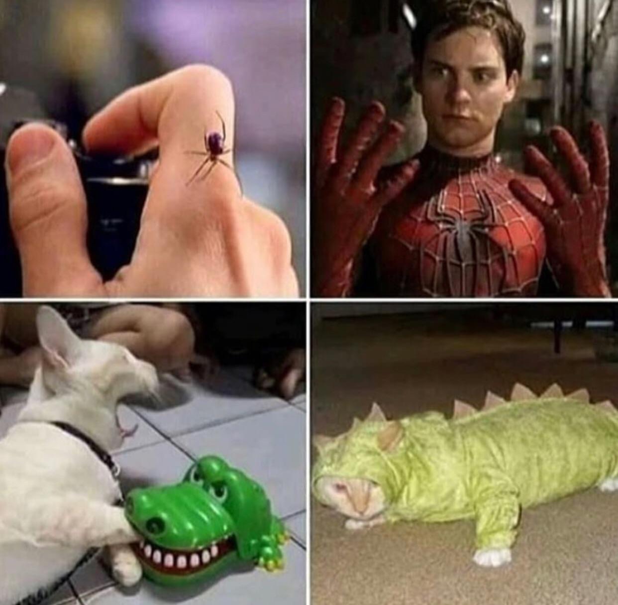 spider man alligator cat meme