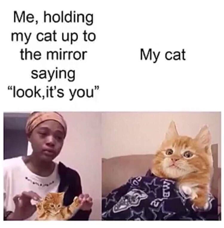 dorian gray memes - Me, holding my cat up to the mirror saying "look, it's you" My cat Ari
