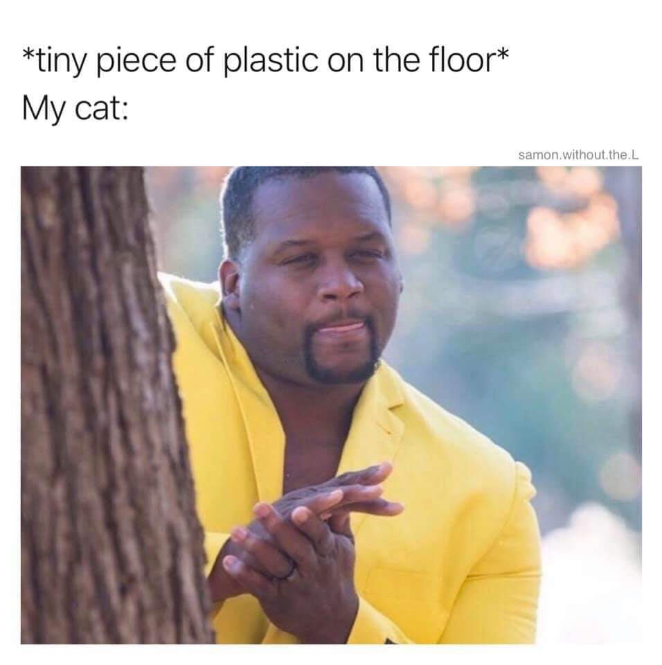 tiny piece of plastic on the floor my cat - tiny piece of plastic on the floor My cat samon without.the.L