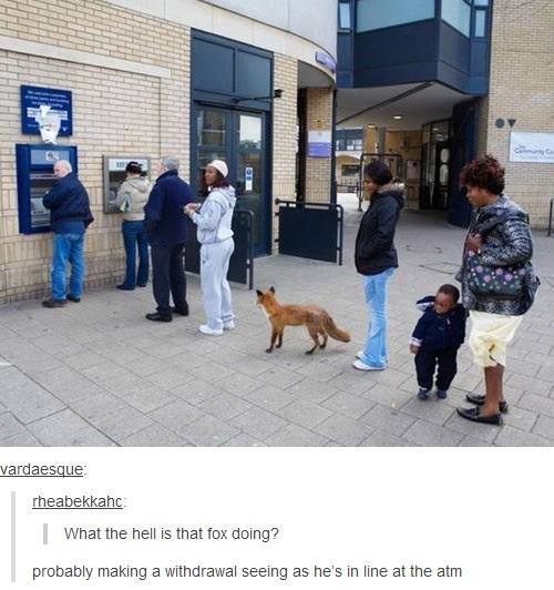 fox atm - vardaesque rheabekkahc What the hell is that fox doing? probably making a withdrawal seeing as he's in line at the atm