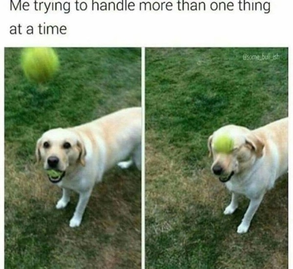 funny animal dank memes - Me trying to handle more than one thing at a time