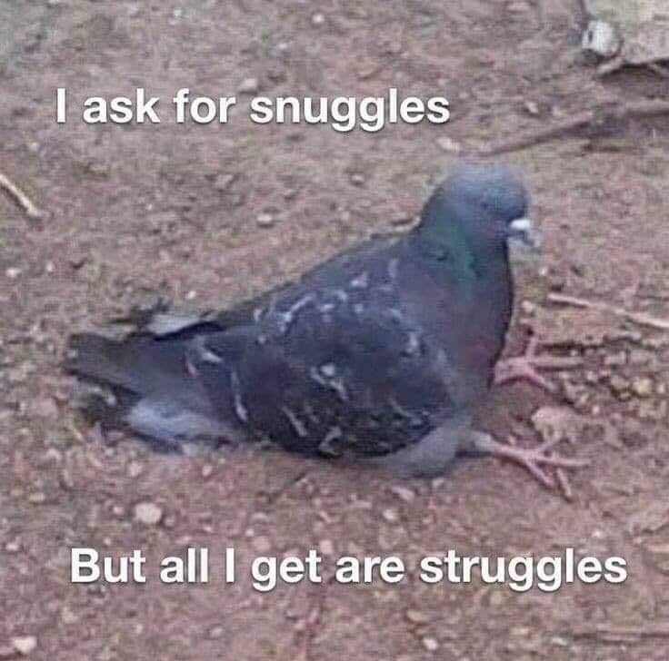 ask for snuggles but all i get - I ask for snuggles But all I get are struggles